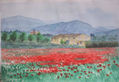 Amapolas