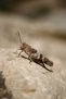 saltamontes