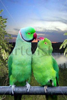 ROMANCE AL ATARDECER