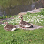 Jardines urbanos thumbnail 1