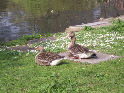 Jardines