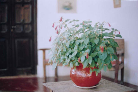 La maceta roja