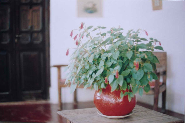 LA MACETA ROJA Naturaleza Color (Química)