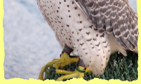 Aves