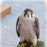 Aves thumbnail 1