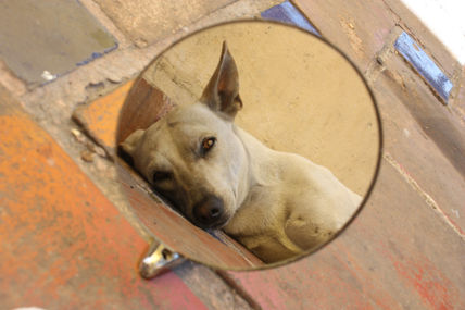 Edgar 6