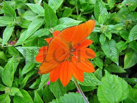 Tonos  naranja...