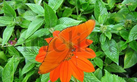 NATURALEZA : FLORA Y FAUNA