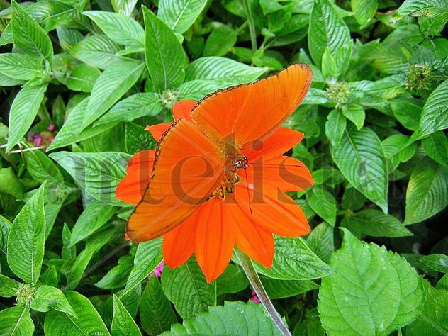 TONOS  NARANJA   SOBRE  VERDE
