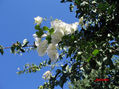 Buganvilla blanca
