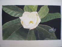 Magnolia