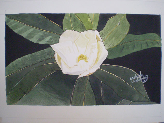 magnolia 