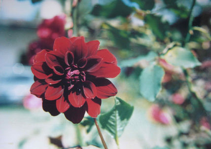 Dalia