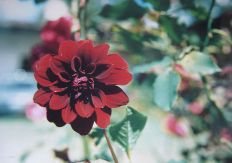 Dalia