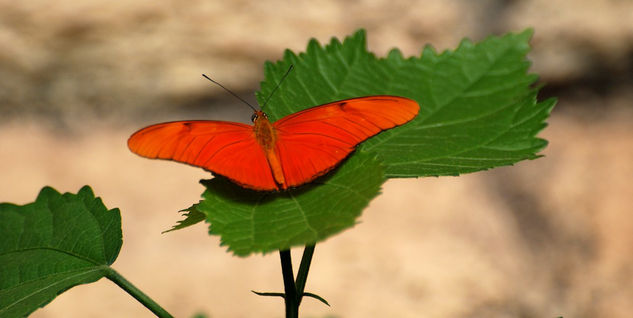 En el mariposario 