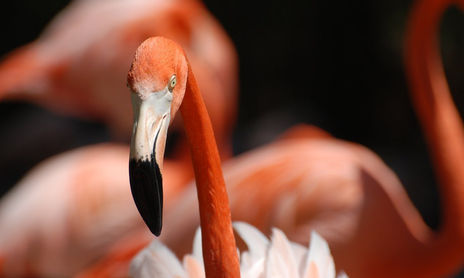 Animales