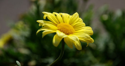 Flor de primavera