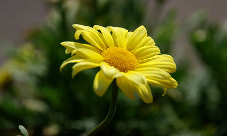 Flores