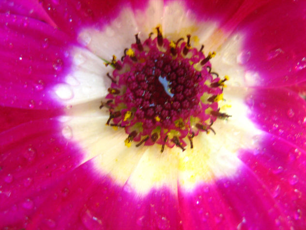COLOR