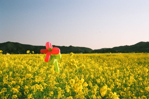 fantasia Naturaleza Color (Química)