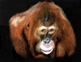 Orangutana