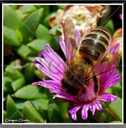 Abeja