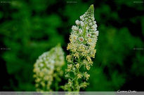 Florecillas