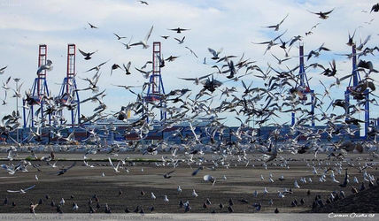 Los Pájaros