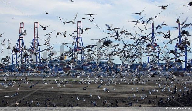 Los Pájaros