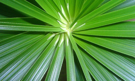 verde.