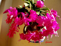 Flores fusia