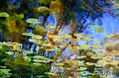 Reflejos