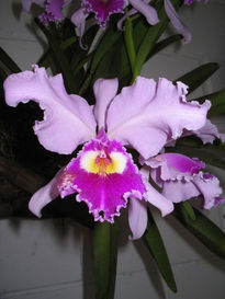 Orquideas