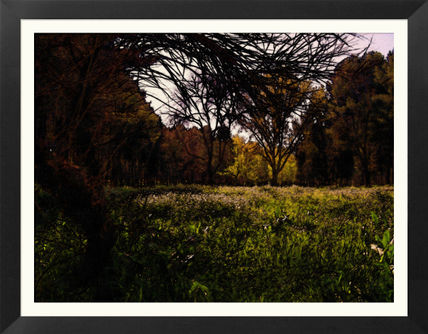 Bosque