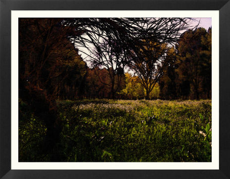Bosque