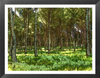 Bosque 2