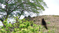 La sombra del colibrí