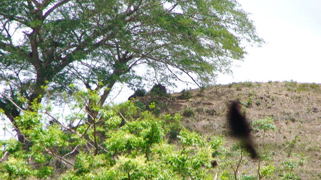 la sombra del colibrí 