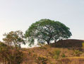 árbol1