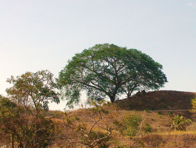 árbol1 