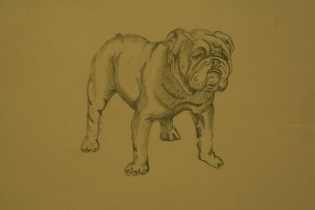 Bulldog 