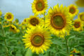 Girasoles