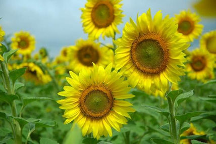 Girasoles