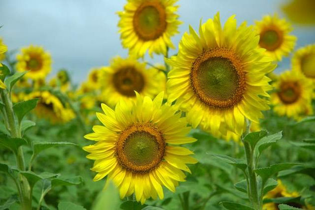 Girasoles 