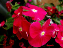 Flores Vinca macro