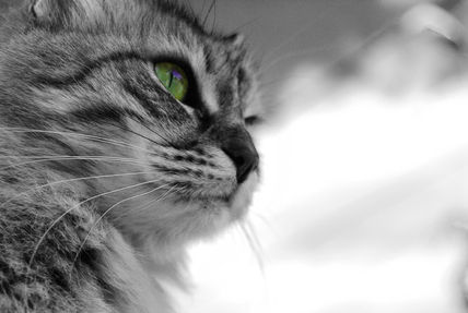 Cleo