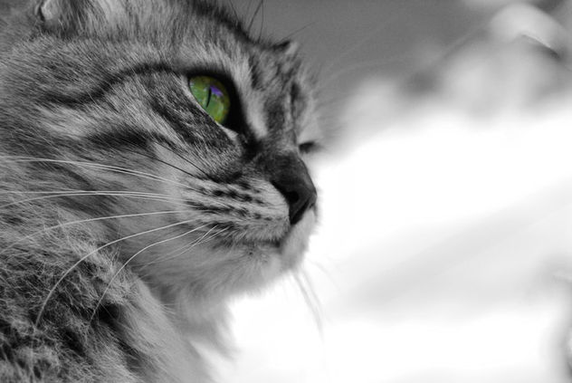 cleo
