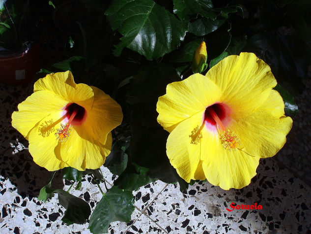 Hibiscus flores amarillas Nature Color (Digital)