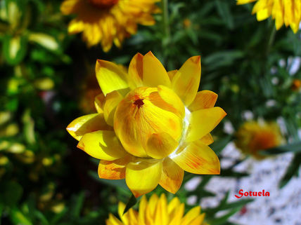 Flor de Papel amarilla