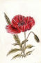 flors-amapola 1